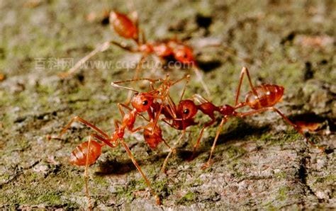 红蚂蚁的功效与作用是什么