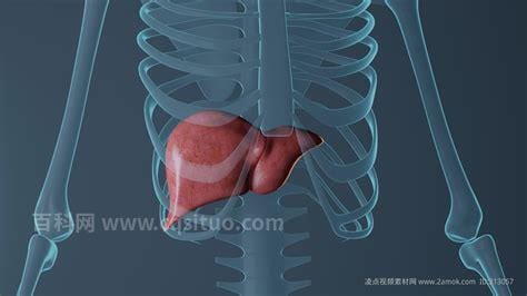 人体肝脏位置图