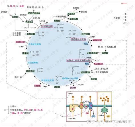 生酮氨基酸有哪些作用？