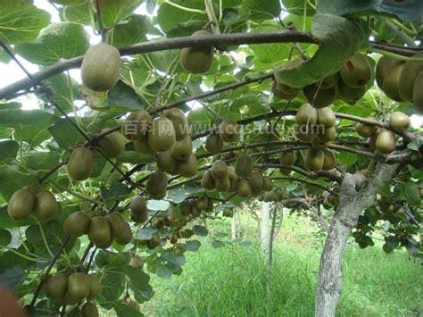 猕猴桃树的功效有什么?