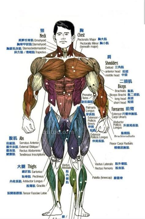 大肌肉群训练计划