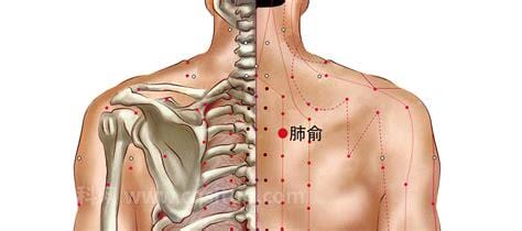 肺俞穴在哪 肺俞穴的作用功效