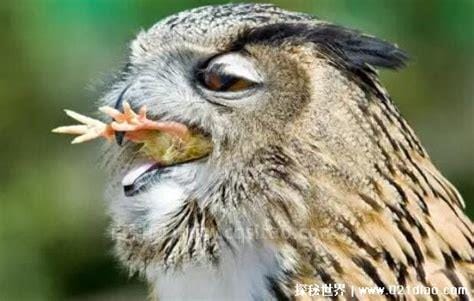 猫头鹰吃什么东西作为食物