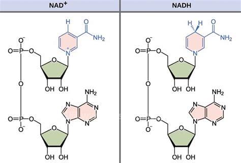 nadh是什么