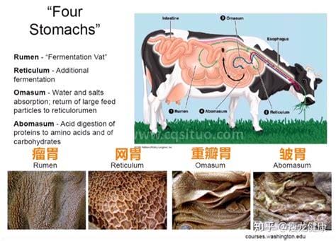 什么叫反刍动物