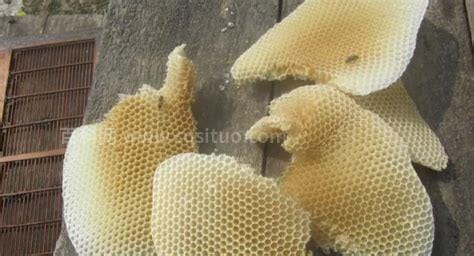 能够制造蜂蜡的是哪种类型的蜜蜂
