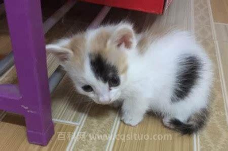 小奶猫什么意思