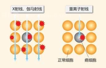 质子重离子是什么意思