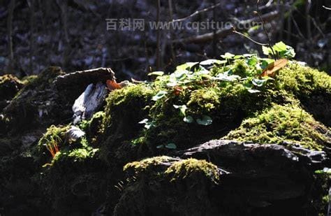 什么复照青苔上