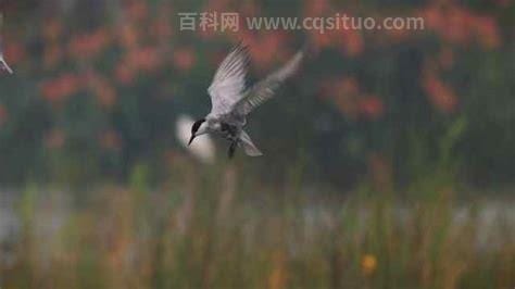 鸥水相依是什么意思