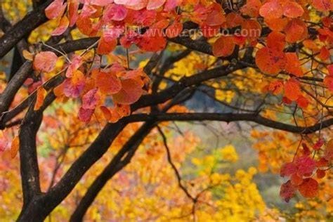 秋天的树叶有哪些