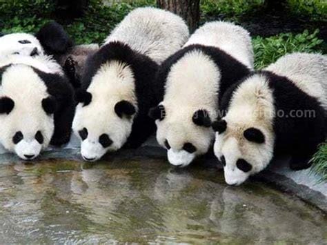大熊猫的生活习性有哪些
