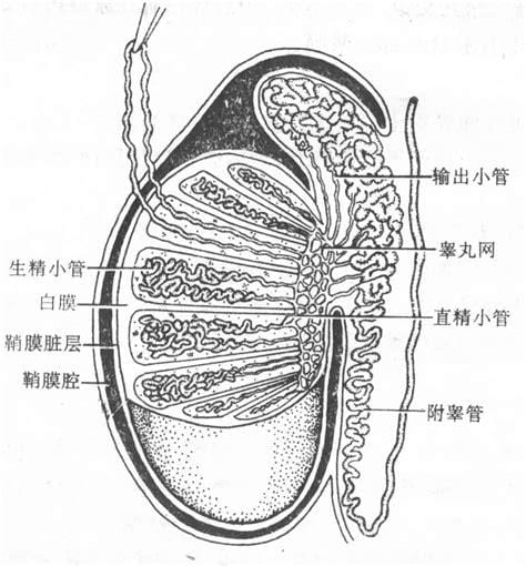 睾丸是什么