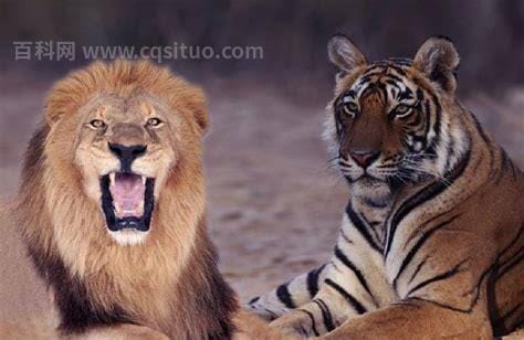 狮子和老虎谁厉害