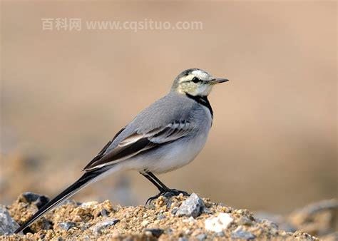 鹡鸰怎么读