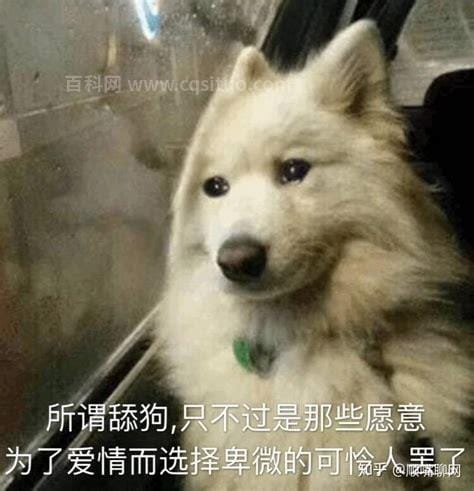 舔狗是什么的意思