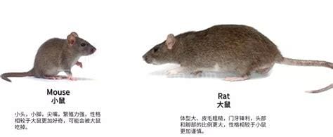 老鼠和耗子的区别