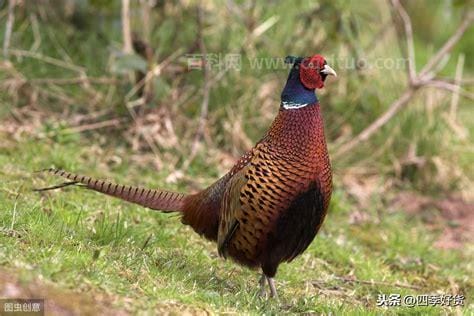 野山鸡是几级保护动物