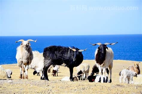 高原上有什么植物和动物