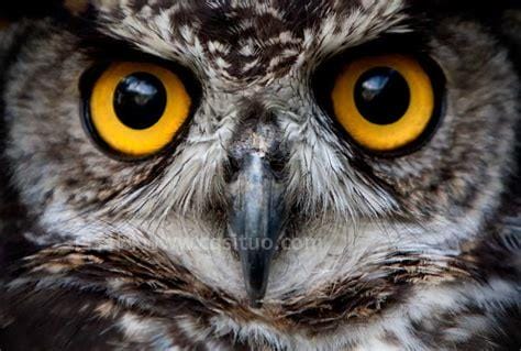 猫头鹰的眼睛有什么特点