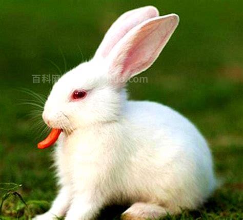 兔子的长耳朵主要用途是什么