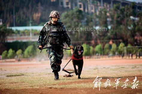 警犬怎么训练