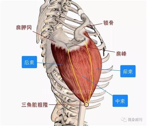 三角肌在哪 三角肌的位置