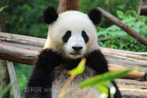 大熊猫有冬眠的现象吗