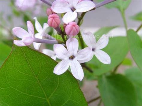 丁香花分为几种