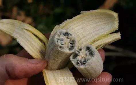 香蕉有籽吗