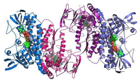 蛋白质水解酶的主要类别有哪四种