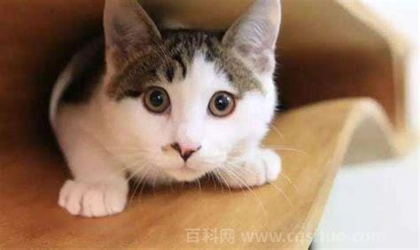 好奇害死猫什么意思