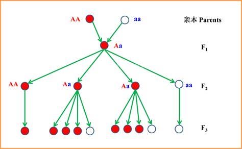 孟德尔定律是什么