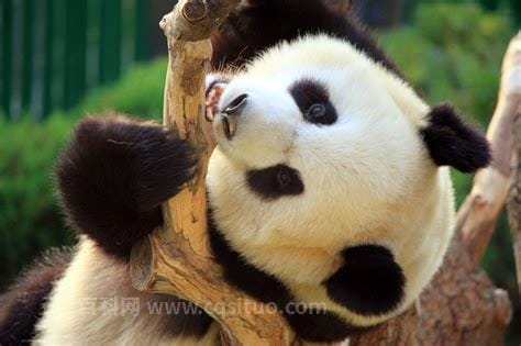 大熊猫寿命有多长