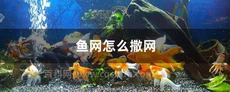 多鱼网好片怎么放全屏