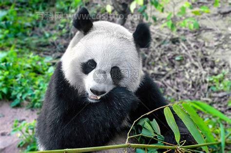 大熊猫吃的竹子叫什么