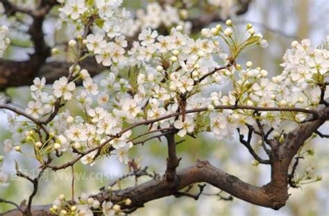 一支梨花压海棠什么意思