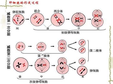 减数分裂中交叉互换的有什么意义