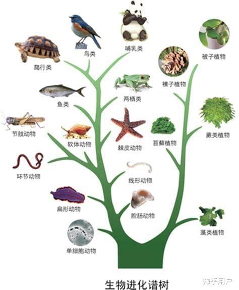 物种形成和生物进化的关系