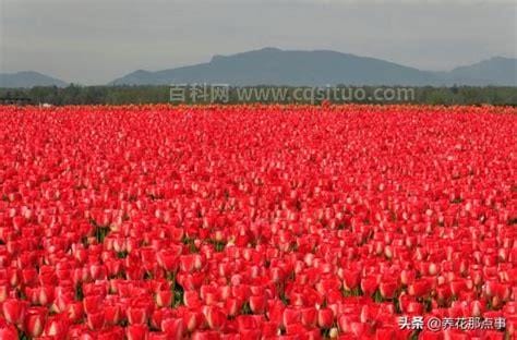 郁金香原产地是哪个国家