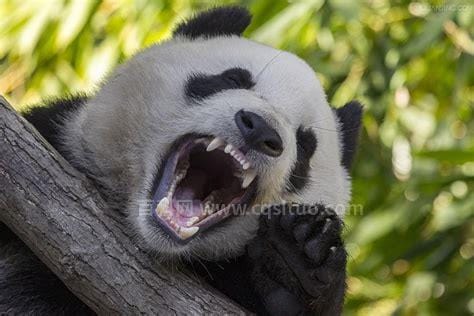 国宝大熊猫的祖先是谁