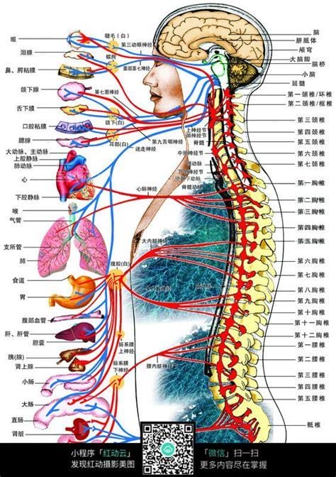 简述神经系统的区分和功能