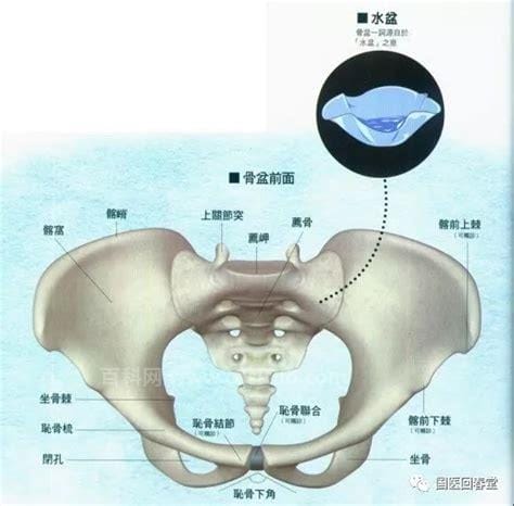 盆骨在哪位置