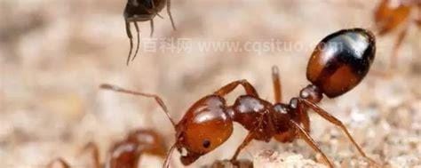 红色蚂蚁是什么蚂蚁