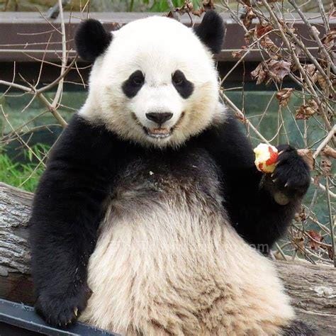 大熊猫的科普知识