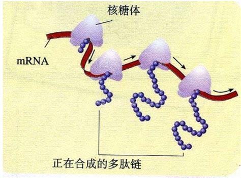 核糖体在什么地方产生