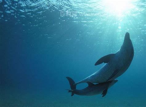 海豚游泳的速度是多少