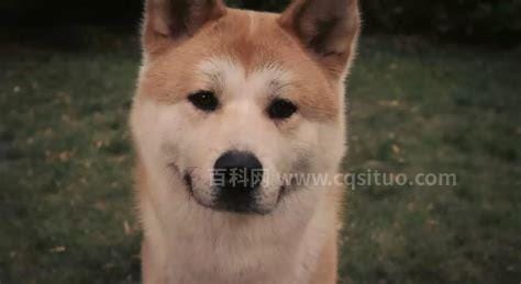 忠犬八公是什么狗