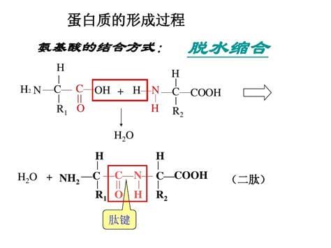 水解反应原理