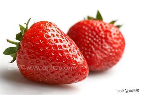 牛奶草莓和奶油草莓的区别